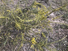 Acacia amblygona
