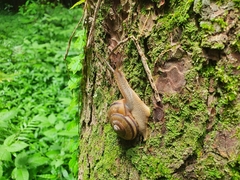 Nesiohelix samarangae