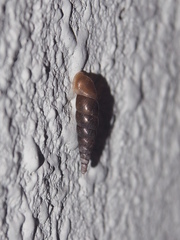 Euphaedusa aculus