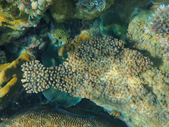 Acropora sarmentosa
