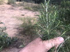 Cassinia laevis
