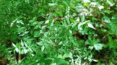 Ruscus aculeatus