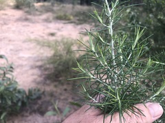Cassinia laevis