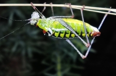 Poecilimon thoracicus