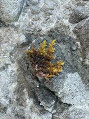 Ericaria mediterranea
