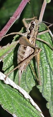 Pachytrachis gracilis