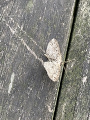 Melanolophiini
