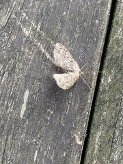 Melanolophiini