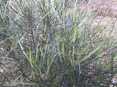 Dodonaea stenophylla