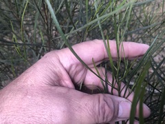 Dodonaea stenophylla