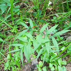 Lathyrus vernus