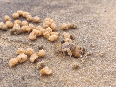 Dotilla wichmanni