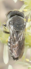 Coelioxys afer