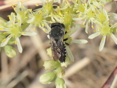 Coelioxys afer