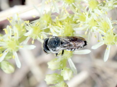 Coelioxys afer