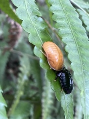 Pseudoglomeris nigra