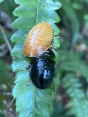 Pseudoglomeris nigra