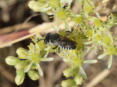 Coelioxys afer