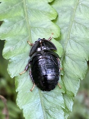 Pseudoglomeris nigra