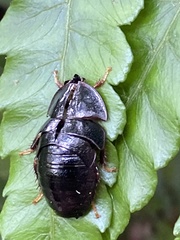 Pseudoglomeris nigra