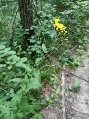 Hieracium krylovii