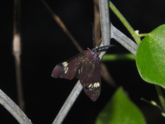 Cyclosia papilionaris