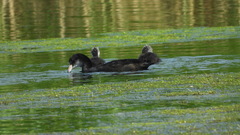 Fulica atra