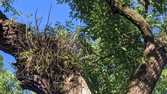 Dendrobium catenatum