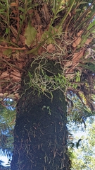 Dendrobium catenatum