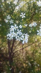 Ricinocarpos pinifolius