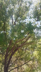 Ricinocarpos pinifolius