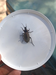 Carabus morbillosus