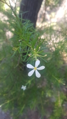 Ricinocarpos pinifolius