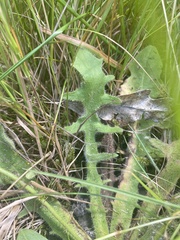 Cichorieae