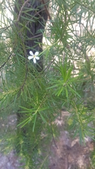 Ricinocarpos pinifolius