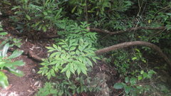 Amorphophallus taurostigma