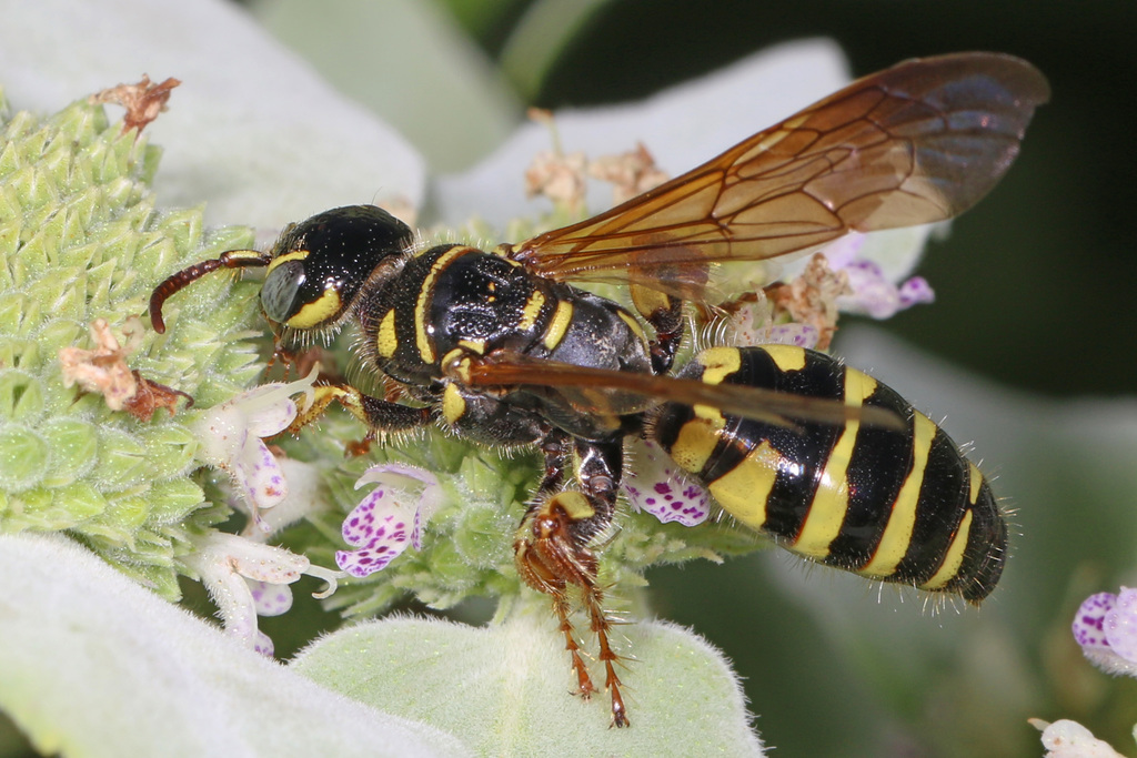 Five-banded Thynnid Wasp