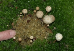 Laccaria masoniae