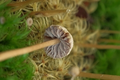 Laccaria masoniae