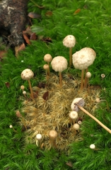 Laccaria masoniae