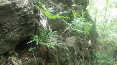 Amorphophallus taurostigma