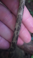 Amorphophallus taurostigma