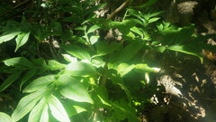 Amorphophallus taurostigma