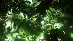 Amorphophallus taurostigma