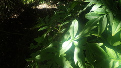 Amorphophallus taurostigma