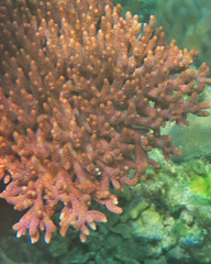 Acropora millepora