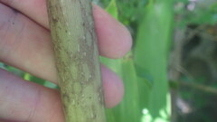 Amorphophallus taurostigma