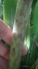 Amorphophallus taurostigma