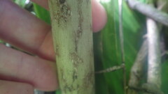 Amorphophallus taurostigma