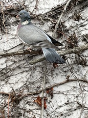 Columba palumbus